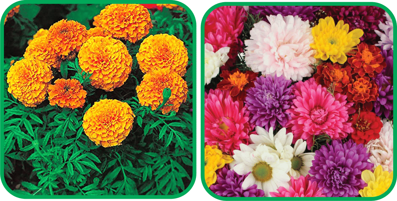 Aero Seeds Chrysanthemum Mix Color (50 Seeds) And African Marigold Mix Color (50 Seeds) Flower Seeds Pack Aero Seeds Chrysanthemum Mix Color (50 Seeds) And African Marigold Mix Color (50 Seeds) Flower Seeds Pack