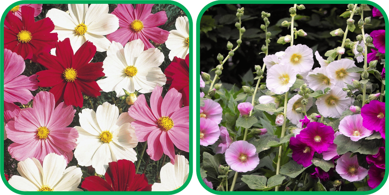 Aero Seeds Hollyhock Mix Color (50 Seeds) And Cosmos Mix Color (50 Seeds) Flower Seeds Pack     			Aero Seeds Hollyhock Mix Color (50 Seeds) And Cosmos Mix Color (50 Seeds) Flower Seeds Pack