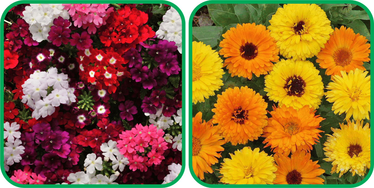 Aero Seeds Calendula Mix Color (50 Seeds) And Verbena Mix Color (50 Seeds) Flower Seeds Pack     			Aero Seeds Calendula Mix Color (50 Seeds) And Verbena Mix Color (50 Seeds) Flower Seeds Pack