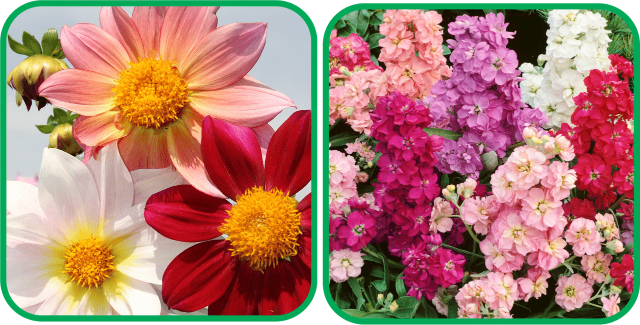     			Aero Seeds Stock Mix Color (50 Seeds) And Dahlia Top Star Mix Color (50 Seeds) Flower Seeds Pack