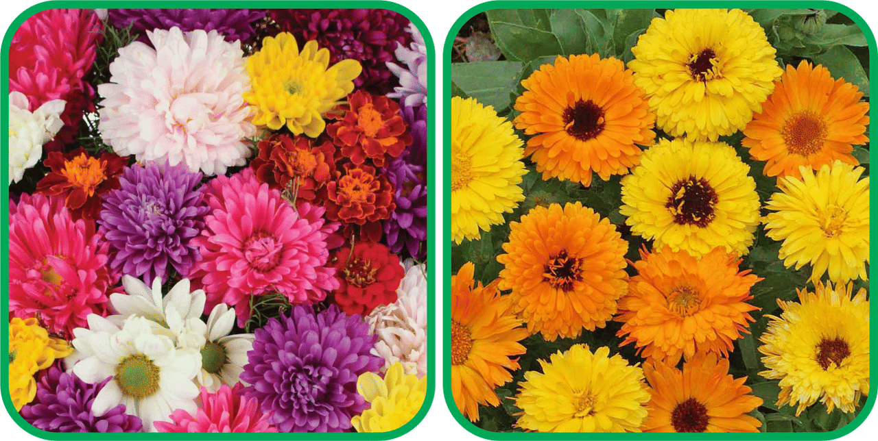Aero Seeds Calendula Mix Color (50 Seeds) And Chrysanthemum Mix Color (50 Seeds) Flower Seeds Pack     			Aero Seeds Calendula Mix Color (50 Seeds) And Chrysanthemum Mix Color (50 Seeds) Flower Seeds Pack