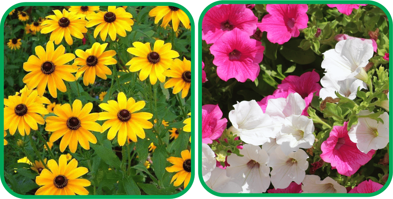 Aero Seeds Petunia Mix Color (50 Seeds) And Sunflower Miniature (50 Seeds) Flower Seeds Pack