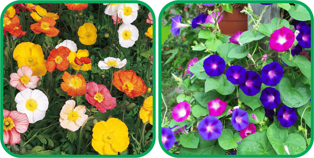 Aero Seeds Morning Glory Mix Color (50 Seeds) And Poppy Iceland Mix Color (50 Seeds) Flower Seeds Pack     			Aero Seeds Morning Glory Mix Color (50 Seeds) And Poppy Iceland Mix Color (50 Seeds) Flower Seeds Pack
