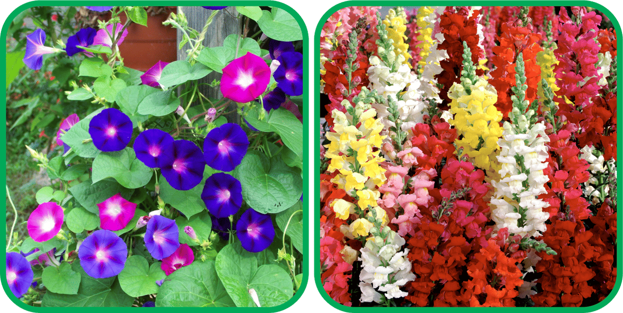 Aero Seeds Antirrhinum Mix Color (50 Seeds) And Morning Glory Mix Color (50 Seeds) Flower Seeds Pack Aero Seeds Antirrhinum Mix Color (50 Seeds) And Morning Glory Mix Color (50 Seeds) Flower Seeds Pack