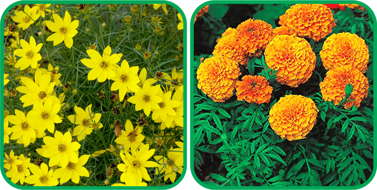     			Aero Seeds African Marigold Mix Color (50 Seeds) And Coreopsis Mix Color (50 Seeds) Flower Seeds Pack