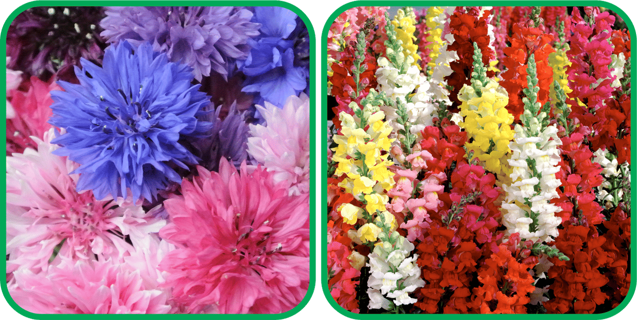 Aero Seeds Antirrhinum Mix Color (50 Seeds) And Cornflower Mix Color (50 Seeds) Flower Seeds Pack Aero Seeds Antirrhinum Mix Color (50 Seeds) And Cornflower Mix Color (50 Seeds) Flower Seeds Pack
