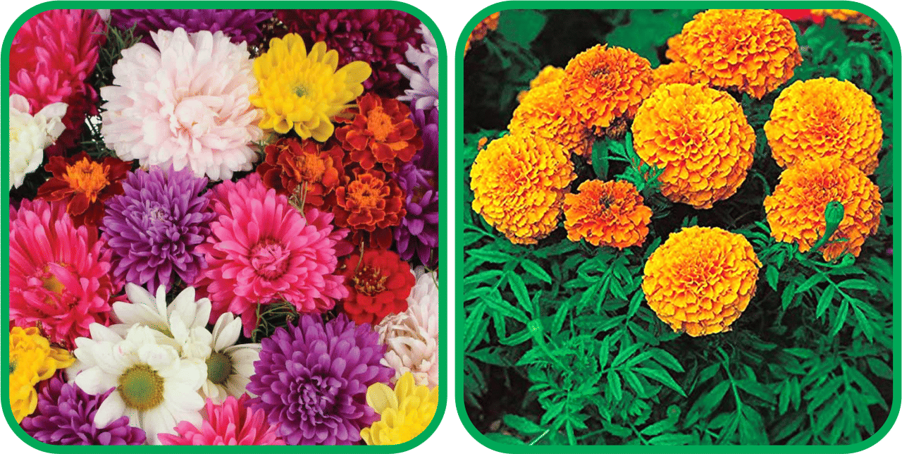 Aero Seeds African Marigold Mix Color (50 Seeds) And Chrysanthemum Mix Color (50 Seeds) Flower Seeds Pack Aero Seeds African Marigold Mix Color (50 Seeds) And Chrysanthemum Mix Color (50 Seeds) Flower Seeds Pack
