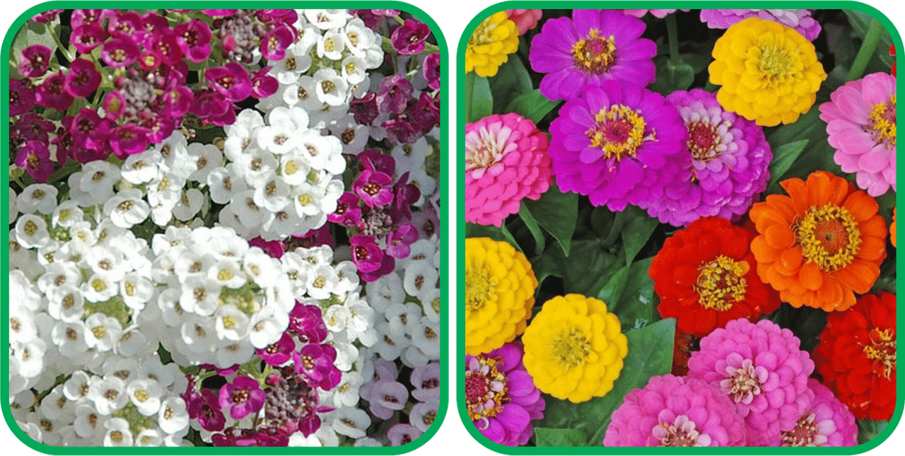 Aero Seeds Zinnia Mix Color (50 Seeds) And Alyssum Mix Color (50 Seeds) Flower Seeds Pack Aero Seeds Zinnia Mix Color (50 Seeds) And Alyssum Mix Color (50 Seeds) Flower Seeds Pack