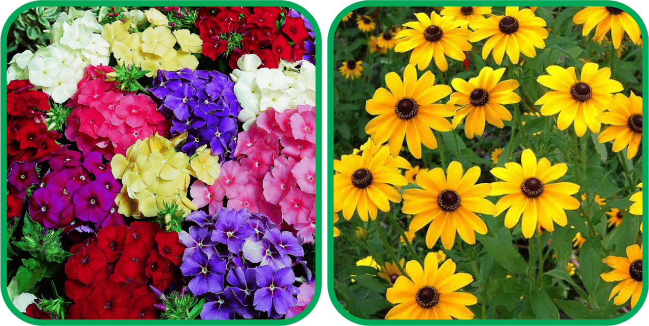     			Aero Seeds Sunflower Miniature (50 Seeds) And Philox Mix Color (50 Seeds) Flower Seeds Pack