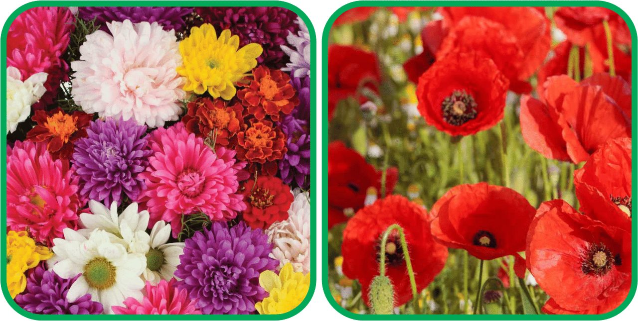     			Aero Seeds Poppy Red (50 Seeds) And Chrysanthemum Mix Color (50 Seeds) Flower Seeds Pack