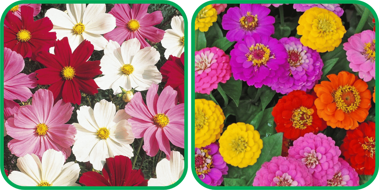 Aero Seeds Zinnia Mix Color (50 Seeds)And Cosmos Mix Color (50 Seeds) Flower Seeds Pack Aero Seeds Zinnia Mix Color (50 Seeds)And Cosmos Mix Color (50 Seeds) Flower Seeds Pack