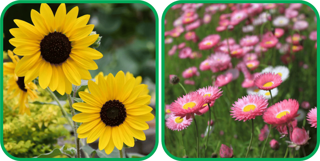     			Aero Seeds Acroclinium Mix Color (50 Seeds) And Sunflower Tall (50 Seeds) Flower Seeds Pack