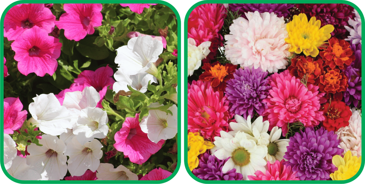 Aero Seeds Chrysanthemum Mix Color (50 Seeds) And Petunia Mix Color (50 Seeds) Flower Seeds Pack Aero Seeds Chrysanthemum Mix Color (50 Seeds) And Petunia Mix Color (50 Seeds) Flower Seeds Pack