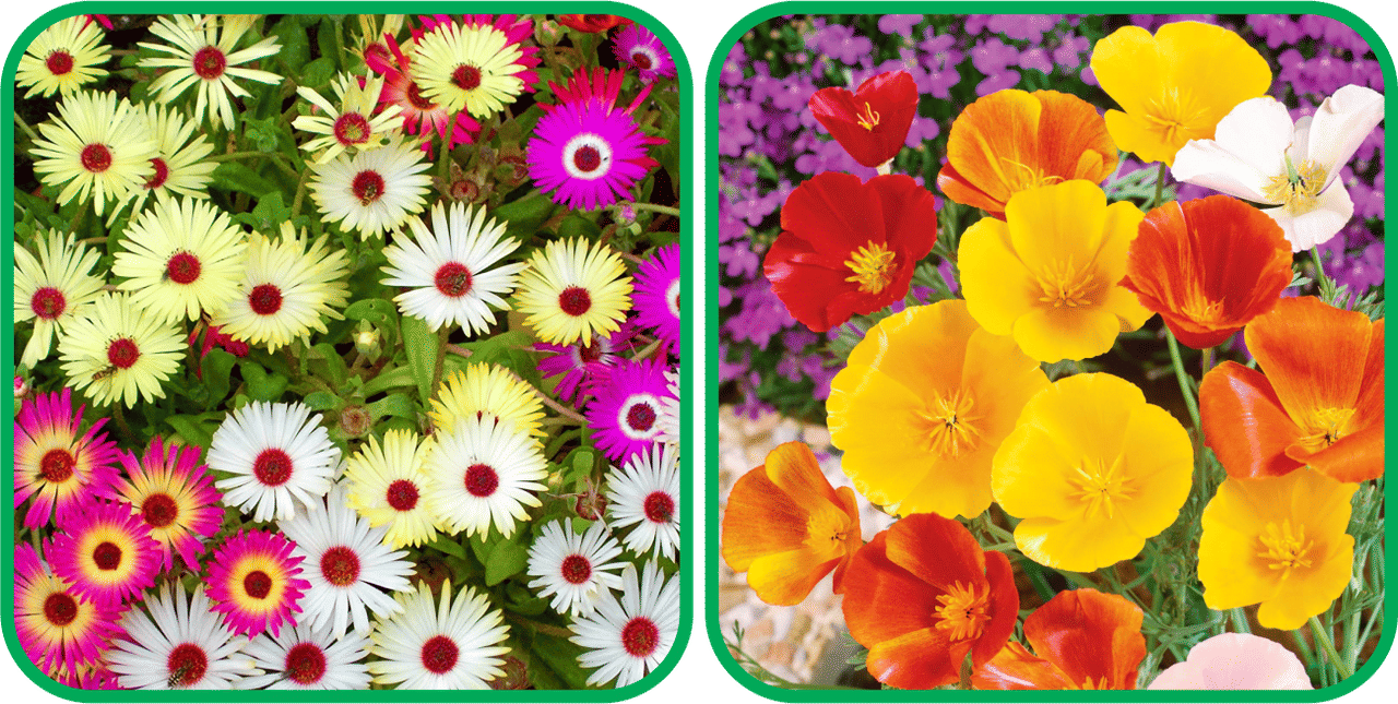     			Aero Seeds Poppy California Mix Color (50 Seeds) And Ice Flower Mix Color (50 Seeds) (50 Seeds)Flower Seeds Pack