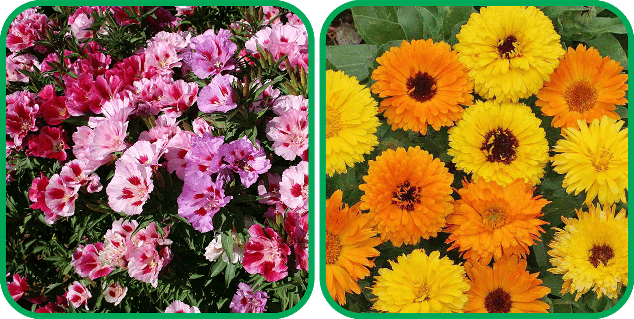     			Aero Seeds Poppy Red (50 Seeds) And Clarkia Mix Color (50 Seeds) Flower Seeds Pack