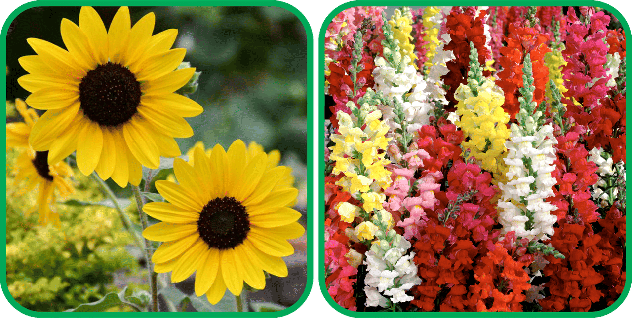 Aero Seeds Antirrhinum Mix Color (50 Seeds) And Sunflower Tall (50 Seeds) Flower Seeds Pack Aero Seeds Antirrhinum Mix Color (50 Seeds) And Sunflower Tall (50 Seeds) Flower Seeds Pack