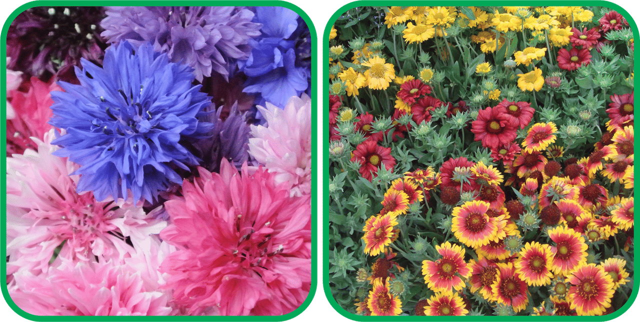 Aero Seeds Gaillardia Aristata Mix Color (50 Seeds) And Cornflower Mix Color (50 Seeds) Flower Seeds Pack Aero Seeds Gaillardia Aristata Mix Color (50 Seeds) And Cornflower Mix Color (50 Seeds) Flower Seeds Pack