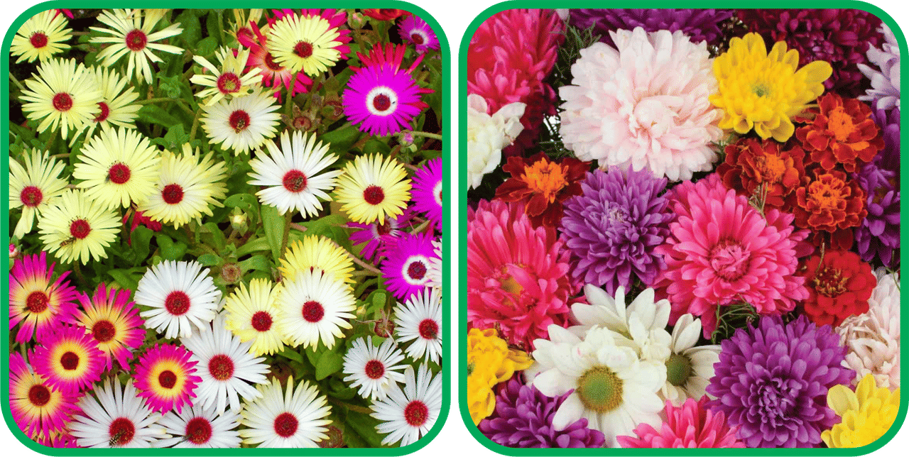    			Aero Seeds Chrysanthemum Mix Color (50 Seeds) And Ice Flower Mix Color (50 Seeds) (50 Seeds)Flower Seeds Pack