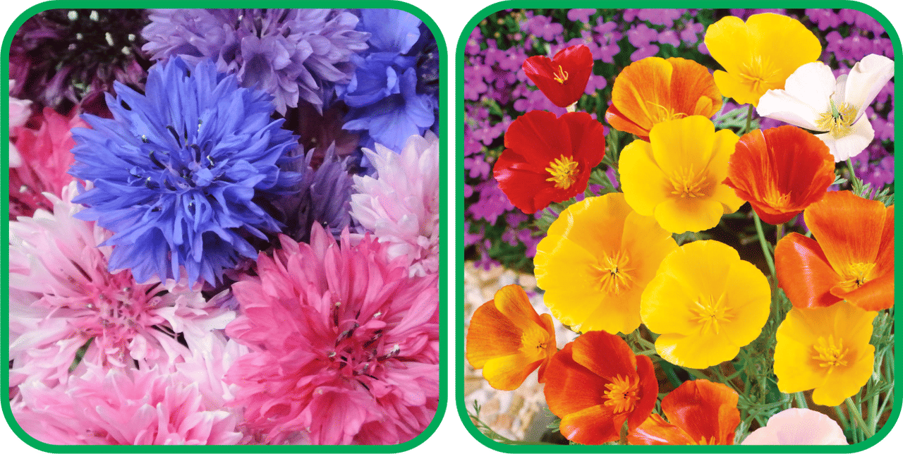     			Aero Seeds Poppy California Mix Color (50 Seeds) And Cornflower Mix Color (50 Seeds) Flower Seeds Pack