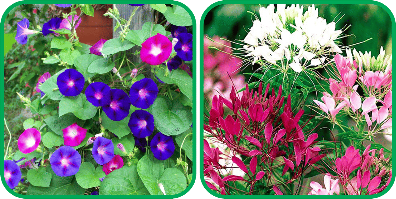 Aero Seeds Cleome Spinosa Mix Color (50 Seeds) And Morning Glory Mix Color (50 Seeds) Flower Seeds Pack Aero Seeds Cleome Spinosa Mix Color (50 Seeds) And Morning Glory Mix Color (50 Seeds) Flower Seeds Pack