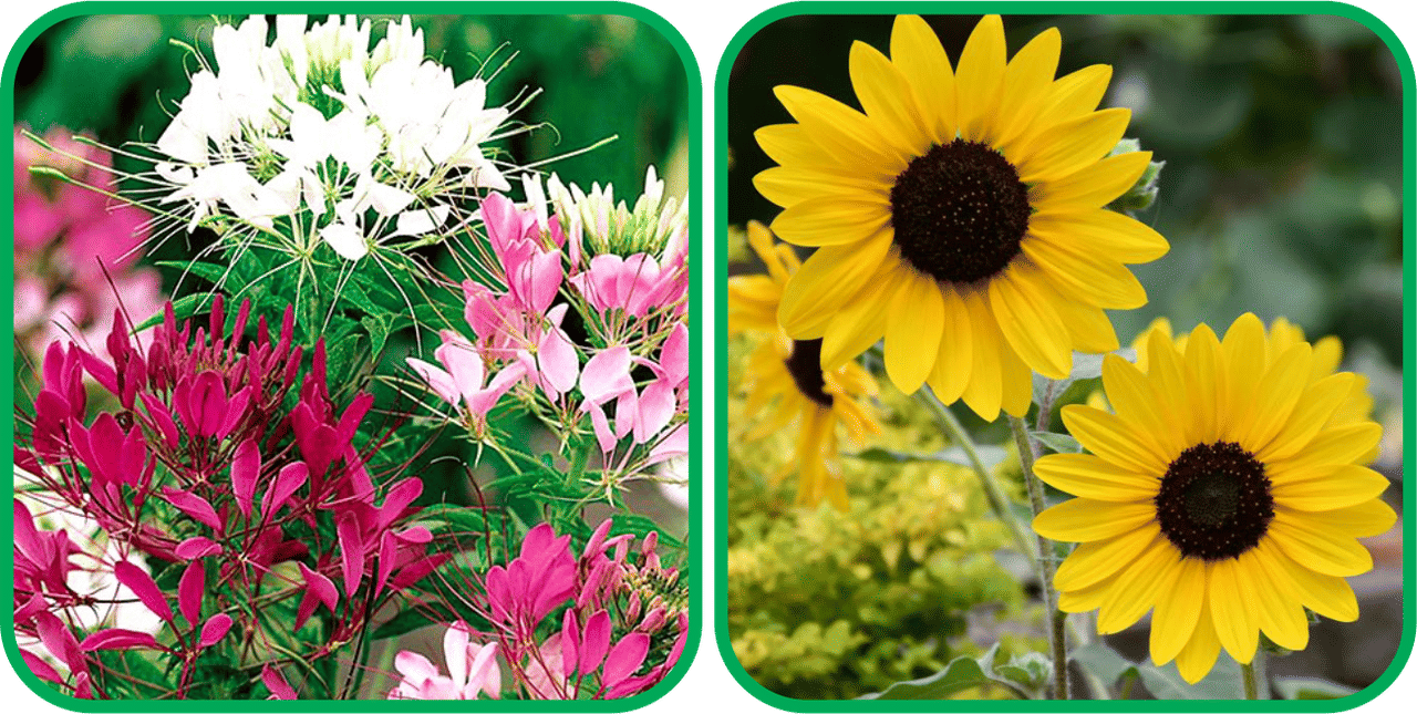    			Aero Seeds Sunflower Tall (50 Seeds) And Cleome Spinosa Mix Color (50 Seeds) Flower Seeds Pack