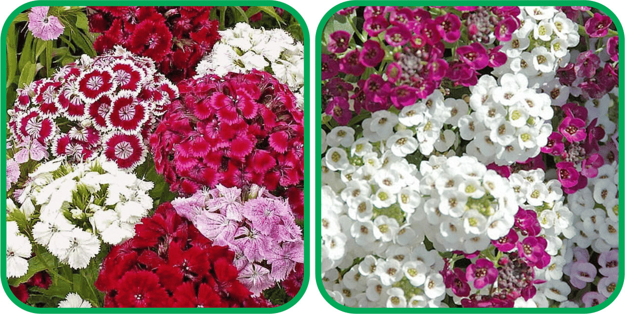     			Aero Seeds Alyssum Mix Color (50 Seeds) And Sweet William Mix Color (50 Seeds) Flower Seeds Pack