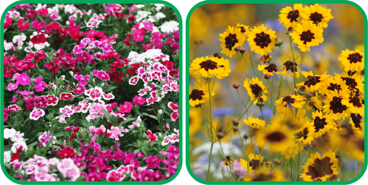 Aero Seeds Calliopsis (Tinctoria) Mix Color (50 Seeds) And Dianthus Mix Color (50 Seeds) Flower Seeds Pack     			Aero Seeds Calliopsis (Tinctoria) Mix Color (50 Seeds) And Dianthus Mix Color (50 Seeds) Flower Seeds Pack