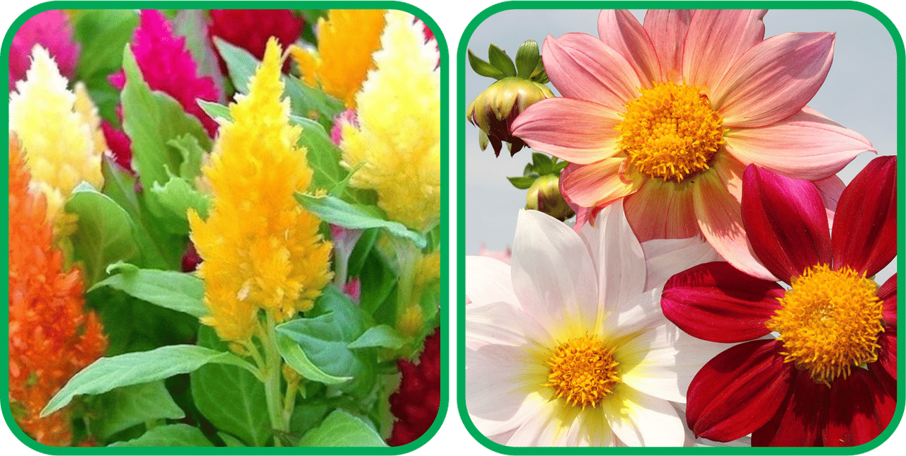 Aero Seeds Dahlia Top Star Mix Color (50 Seeds) And Closia Pulmosa Mix Color (50 Seeds) Flower Seeds Pack Aero Seeds Dahlia Top Star Mix Color (50 Seeds) And Closia Pulmosa Mix Color (50 Seeds) Flower Seeds Pack