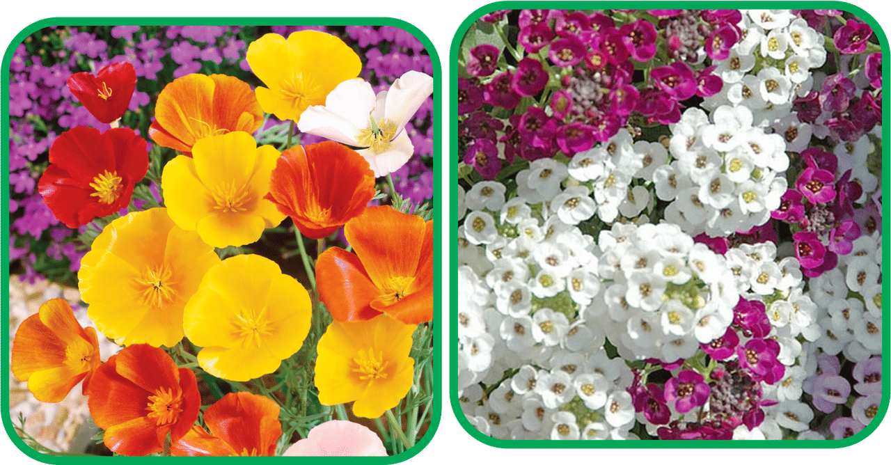 Aero Seeds Alyssum Mix Color (50 Seeds) And Poppy California Mix Color (50 Seeds) Flower Seeds Pack Aero Seeds Alyssum Mix Color (50 Seeds) And Poppy California Mix Color (50 Seeds) Flower Seeds Pack