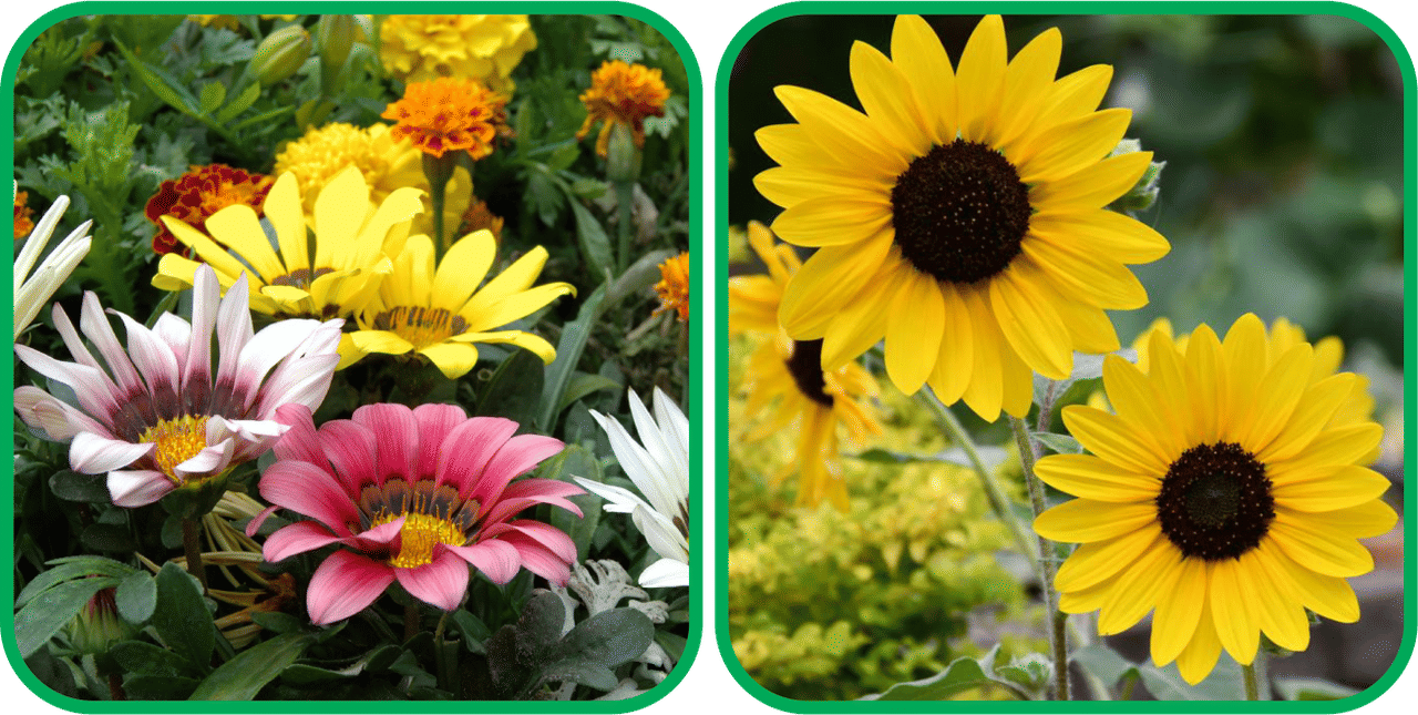     			Aero Seeds Sunflower Tall (50 Seeds) And Gazania Mix Color (50 Seeds) Flower Seeds Pack