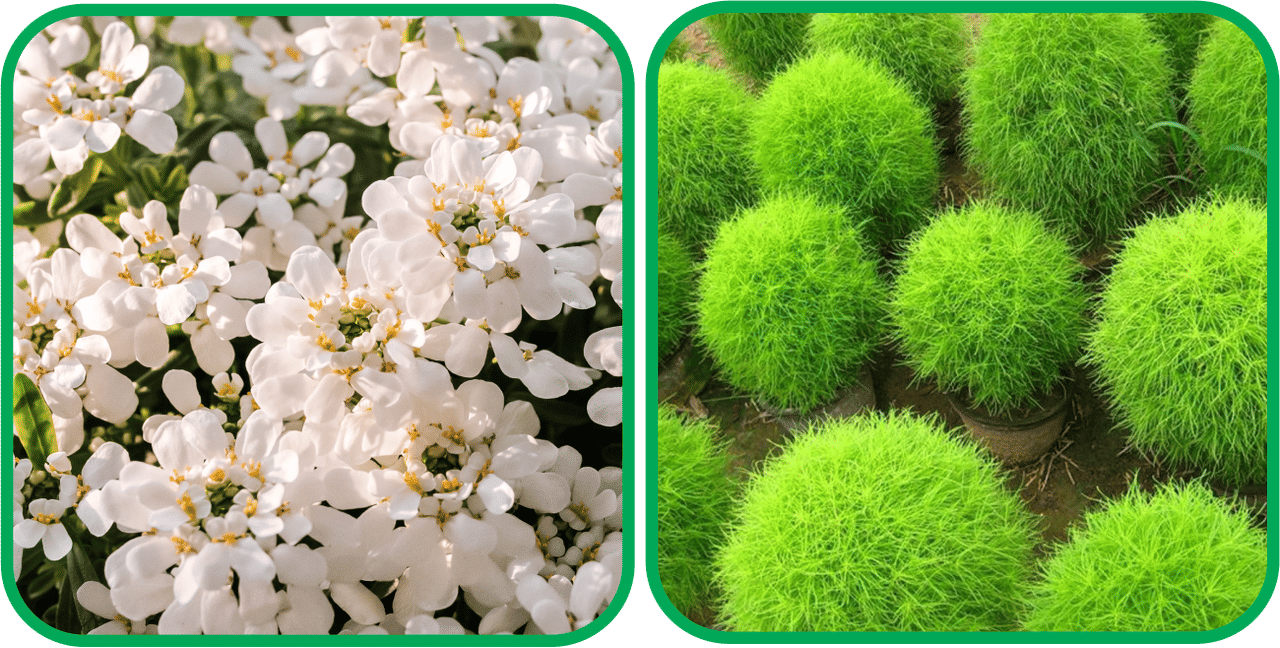 Aero Seeds Kochia (50 Seeds) And Candytuft Mix Color (50 Seeds) Flower Seeds Pack Aero Seeds Kochia (50 Seeds) And Candytuft Mix Color (50 Seeds) Flower Seeds Pack