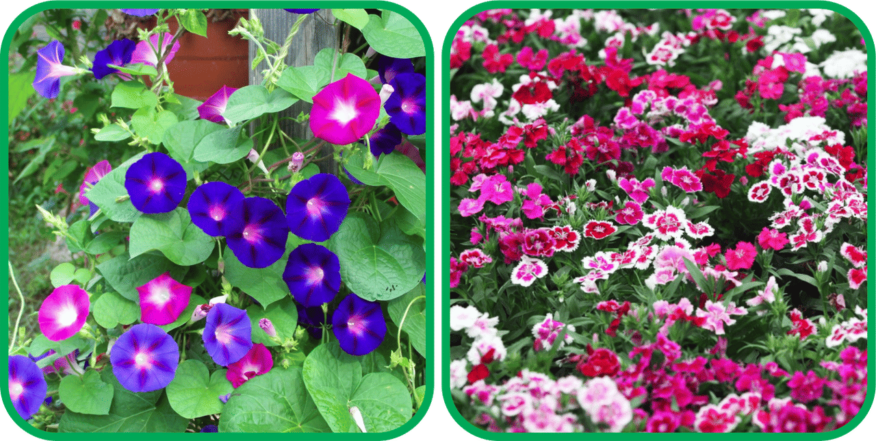 Aero Seeds Dianthus Mix Color (50 Seeds) And Morning Glory Mix Color (50 Seeds) Flower Seeds Pack Aero Seeds Dianthus Mix Color (50 Seeds) And Morning Glory Mix Color (50 Seeds) Flower Seeds Pack