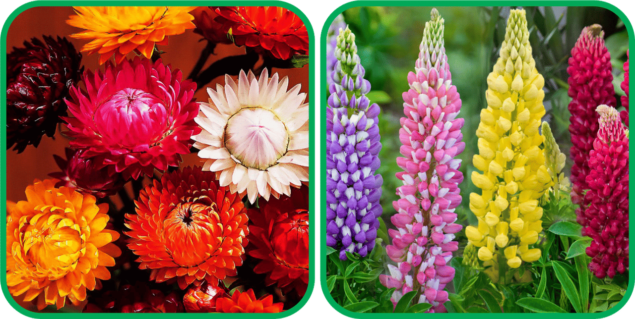     			Aero Seeds Lupin Mix Color (50 Seeds) And Helichrysum Mix Color (50 Seeds) Flower Seeds Pack