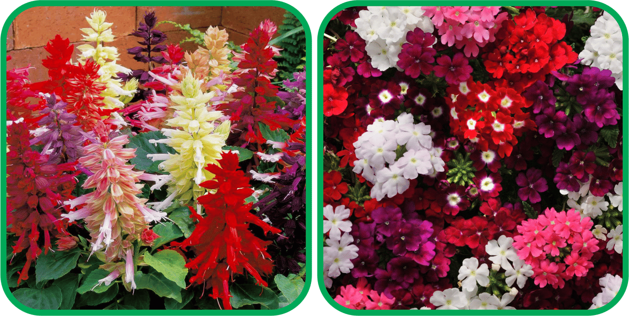     			Aero Seeds Verbena Mix Color (50 Seeds) And Salvia Mix Color (50 Seeds) Flower Seeds Pack