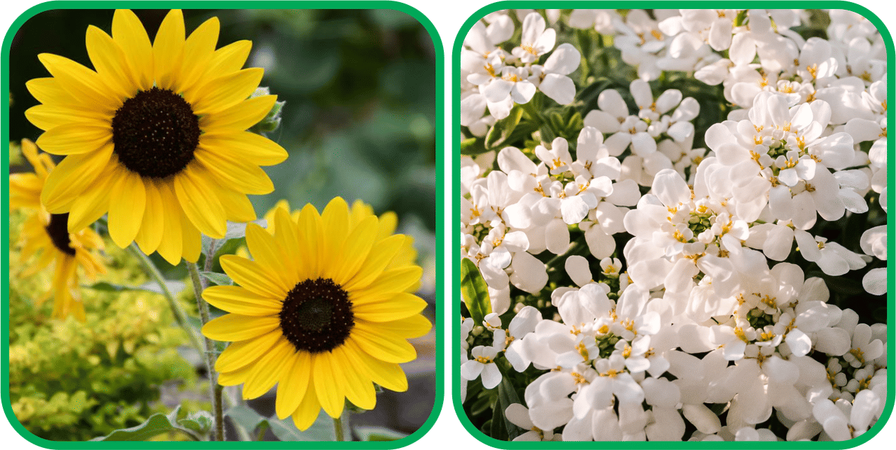     			Aero Seeds Candytuft Mix Color (50 Seeds) And Sunflower Tall (50 Seeds) Flower Seeds Pack