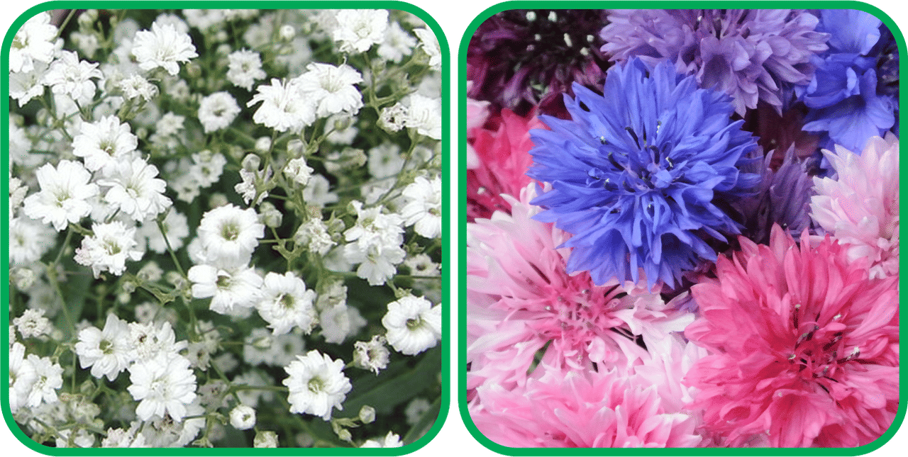     			Aero Seeds Cornflower Mix Color (50 Seeds) And Gypsophila elegans White (50 Seeds) Flower Seeds Pack