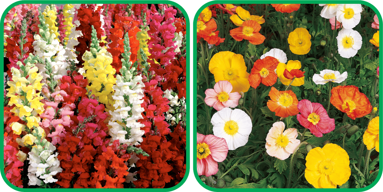 Aero Seeds Poppy Iceland Mix Color (50 Seeds) And Antirrhinum Mix Color (50 Seeds) Flower Seeds Pack     			Aero Seeds Poppy Iceland Mix Color (50 Seeds) And Antirrhinum Mix Color (50 Seeds) Flower Seeds Pack