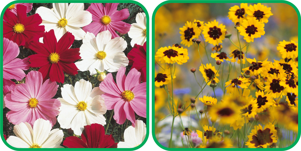 Aero Seeds Calliopsis (Tinctoria) Mix Color (50 Seeds) And Cosmos Mix Color (50 Seeds) Flower Seeds Pack     			Aero Seeds Calliopsis (Tinctoria) Mix Color (50 Seeds) And Cosmos Mix Color (50 Seeds) Flower Seeds Pack