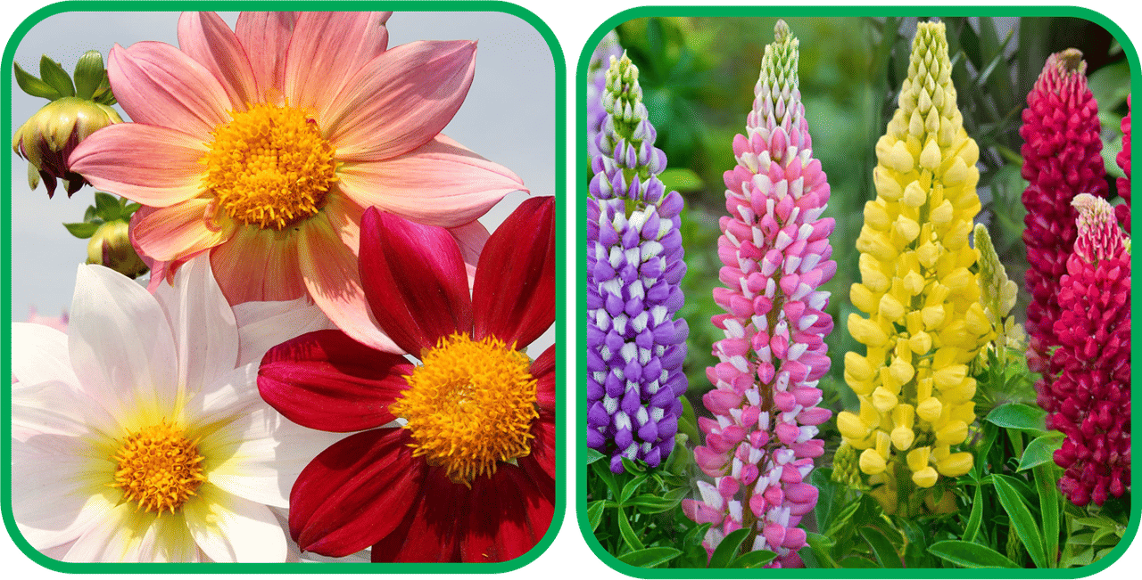 Aero Seeds Lupin Mix Color (50 Seeds) And Dahlia Top Star Mix Color (50 Seeds) Flower Seeds Pack