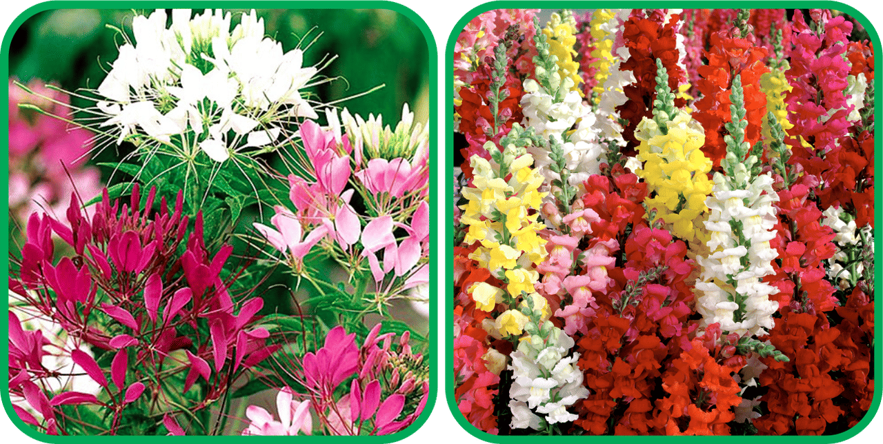     			Aero Seeds Antirrhinum Mix Color (50 Seeds) And Cleome Spinosa Mix Color (50 Seeds) Flower Seeds Pack