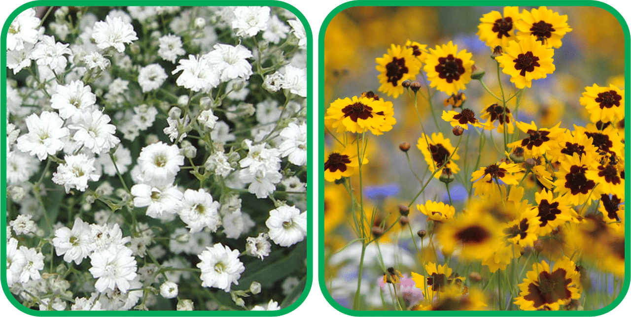 Aero Seeds Calliopsis (Tinctoria) Mix Color (50 Seeds) And Gypsophila elegans White (50 Seeds) Flower Seeds Pack     			Aero Seeds Calliopsis (Tinctoria) Mix Color (50 Seeds) And Gypsophila elegans White (50 Seeds) Flower Seeds Pack