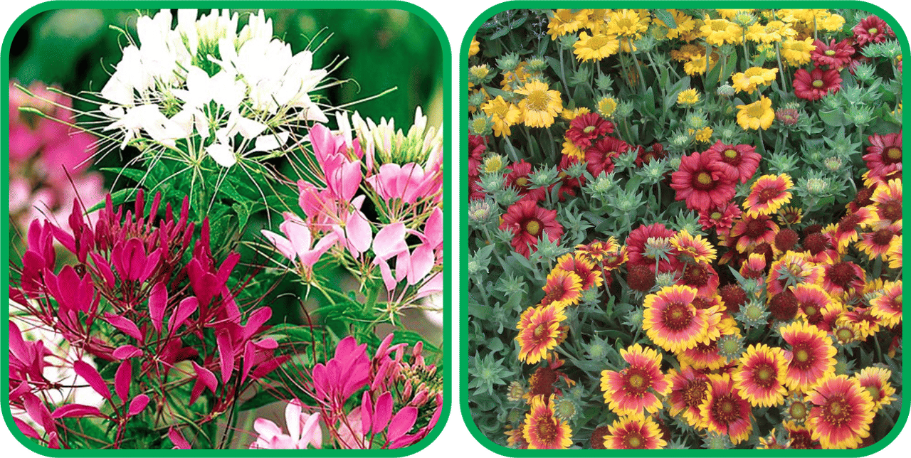 Aero Seeds Gaillardia Aristata Mix Color (50 Seeds) And Cleome Spinosa Mix Color (50 Seeds) Flower Seeds Pack Aero Seeds Gaillardia Aristata Mix Color (50 Seeds) And Cleome Spinosa Mix Color (50 Seeds) Flower Seeds Pack