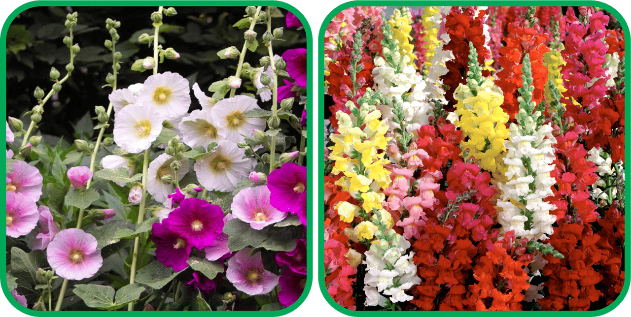 Aero Seeds Antirrhinum Mix Color (50 Seeds) And Hollyhock Mix Color (50 Seeds) Flower Seeds Pack     			Aero Seeds Antirrhinum Mix Color (50 Seeds) And Hollyhock Mix Color (50 Seeds) Flower Seeds Pack