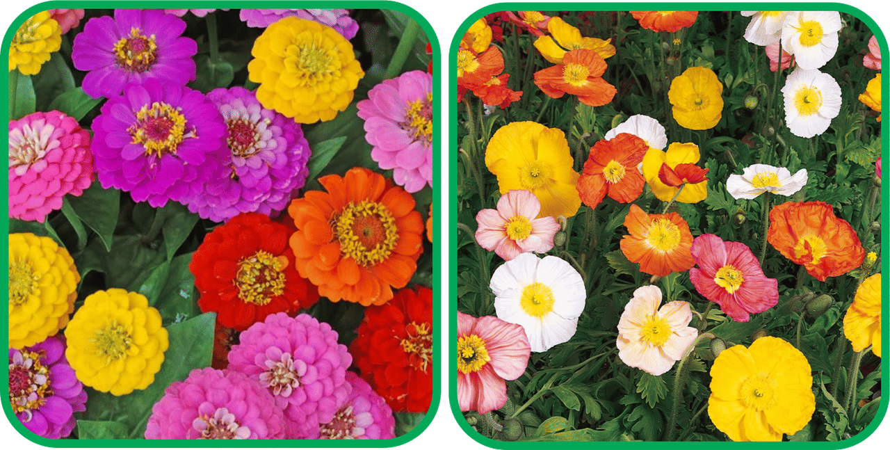 Aero Seeds Poppy Iceland Mix Color (50 Seeds) And Zinnia Mix Color (50 Seeds)Flower Seeds Pack Aero Seeds Poppy Iceland Mix Color (50 Seeds) And Zinnia Mix Color (50 Seeds)Flower Seeds Pack