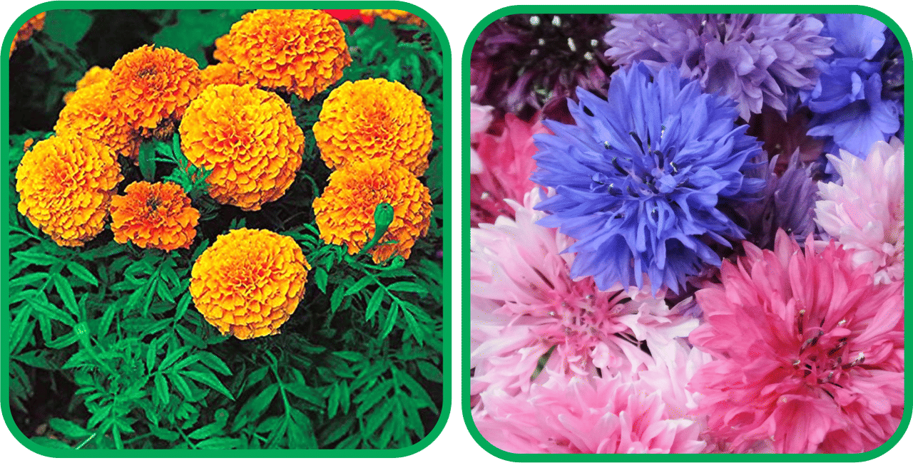     			Aero Seeds Cornflower Mix Color (50 Seeds) And African Marigold Mix Color (50 Seeds) Flower Seeds Pack