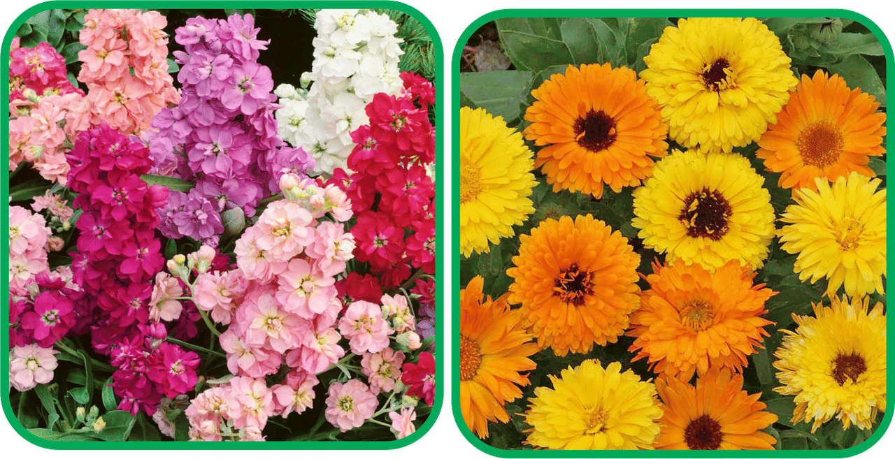 Aero Seeds Calendula Mix Color (50 Seeds) And Stock Mix Color (50 Seeds) Flower Seeds Pack     			Aero Seeds Calendula Mix Color (50 Seeds) And Stock Mix Color (50 Seeds) Flower Seeds Pack
