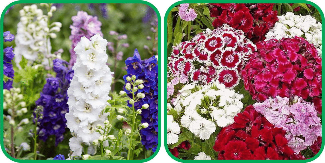 Aero Seeds Petunia Mix Color (50 Seeds) And Delphinium Mix Color (50 Seeds) Flower Seeds Pack Aero Seeds Petunia Mix Color (50 Seeds) And Delphinium Mix Color (50 Seeds) Flower Seeds Pack