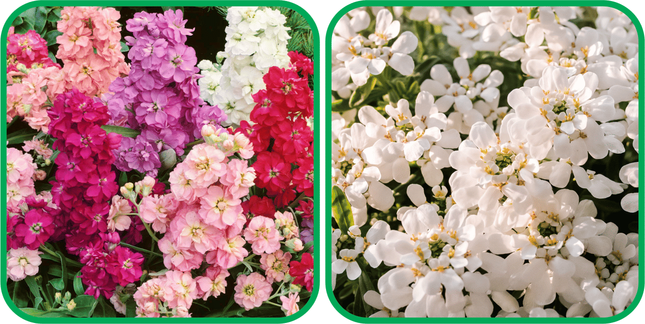     			Aero Seeds Candytuft Mix Color (50 Seeds) And Stock Mix Color (50 Seeds) Flower Seeds Pack