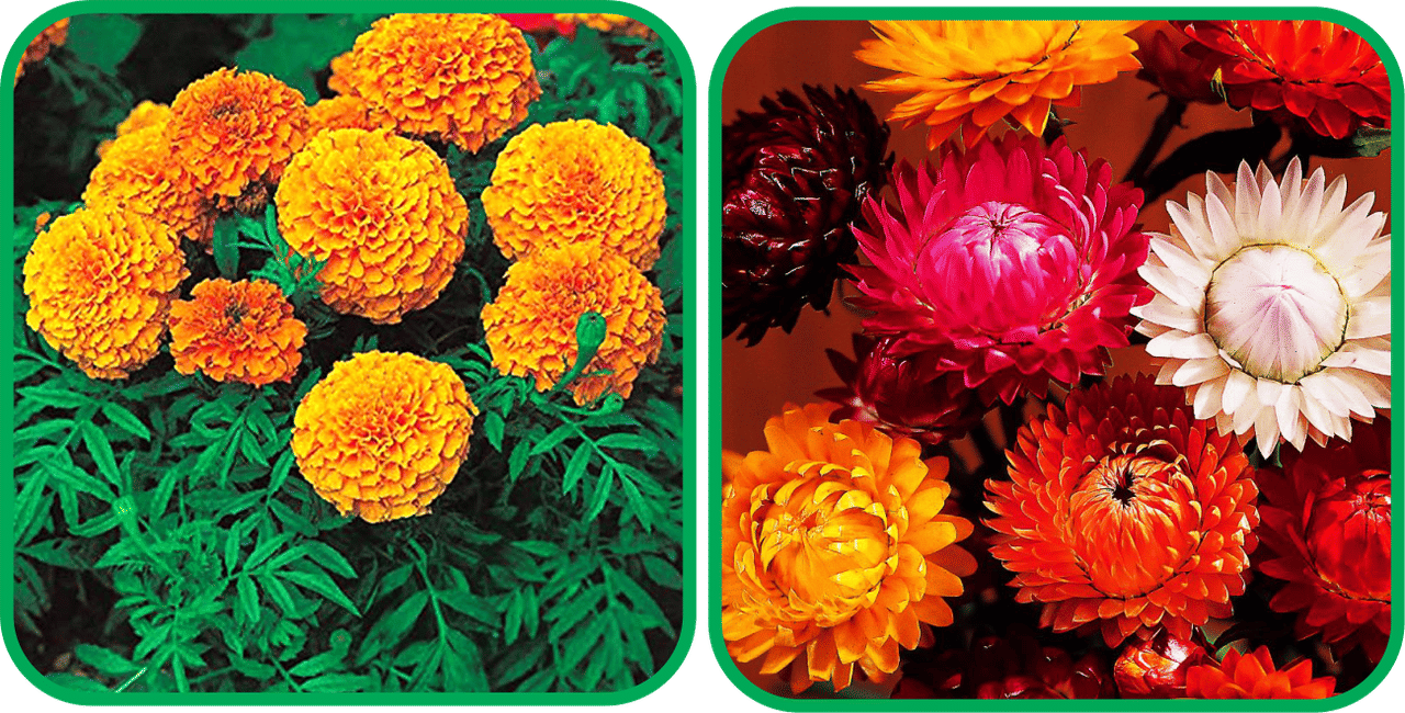     			Aero Seeds Helichrysum Mix Color (50 Seeds) And African Marigold Mix Color (50 Seeds) Flower Seeds Pack
