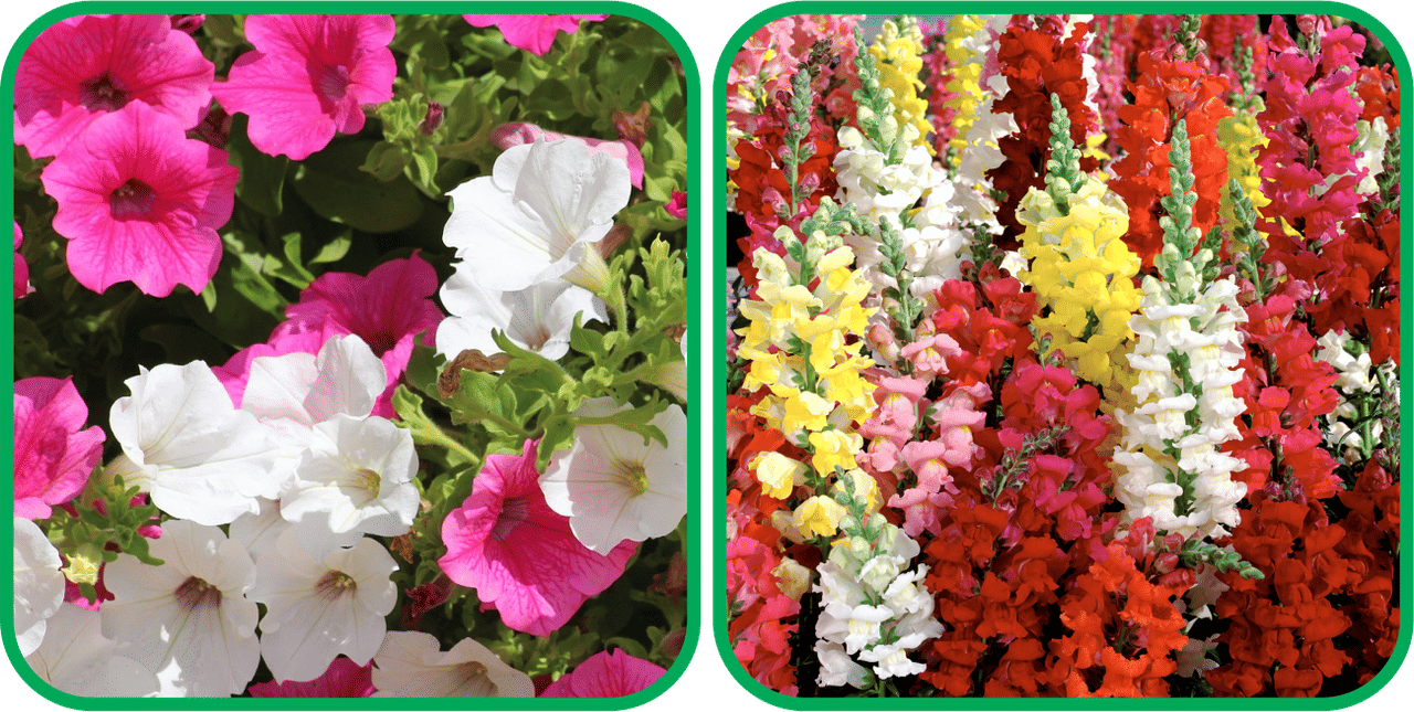 Aero Seeds Antirrhinum Mix Color (50 Seeds) And Petunia Mix Color (50 Seeds) Flower Seeds Pack